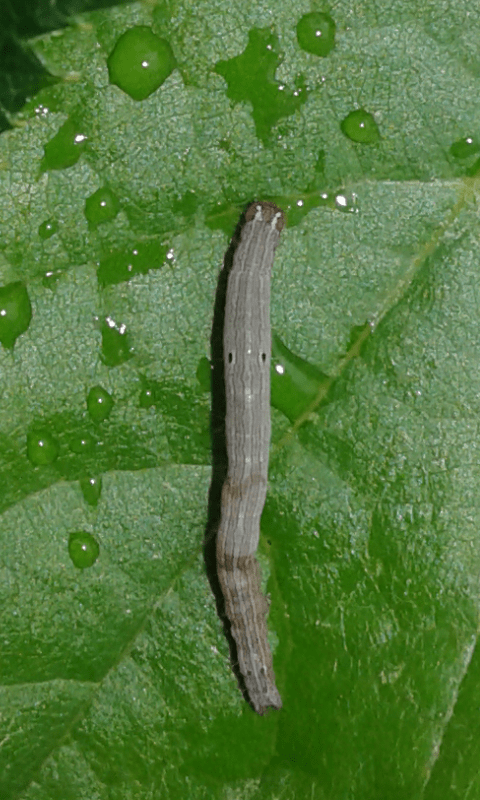 Bruchi di Dysgonia algira (Erebidae)?